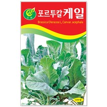 케일 600립, 1개