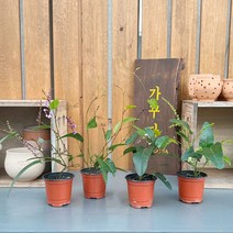 가꾸다 싸리나무 보라 연보라 보카시 흰 보라야생화 공기정화식물 봄꽃(소품), 보라색