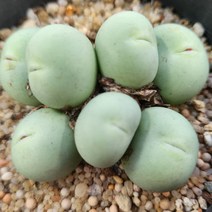 인연다육 27번 칼큘러스7두군생 귀한다육식물 명품 수입식물 메셈 아프리카식물, 1개
