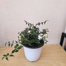 향기가 좋은 차이니스 자스민 별 자스민 중품, 1개