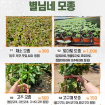 별님네모종 쌈채소 고추 토마토 고구마순 항시업데이트, 명이나물