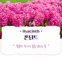 히아신스 구근_폰단트