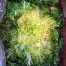 [영암상회]완도산 배추봄동 5kg 10kg 겉절이배추