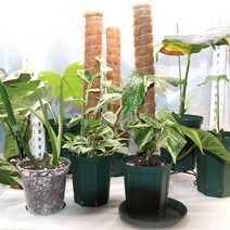 몬스테라 수태봉 코코봉 연결형 식물지지대 지주대 (40cm 50cm 70cm 90cm ), 수태봉 코코봉 플라스틱 연결형 식물지지대 50cm