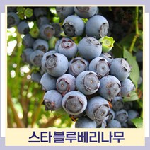 블루베리나무 묘목 스타 삽목6생 결실주(분) 1개
