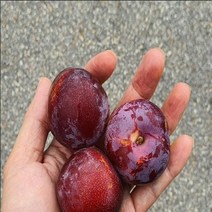 묘목/피자두(속빨간자두) 결실주 M278