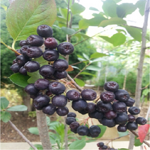 초크베리(아로니아 ) 블랙초크베리 실생6년(결실주) 분 (N0185)
