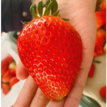 산지직송 킹스베리 대왕딸기 왕딸기 논산 딸기 생딸기, 1. 백화점용 대왕특과 1kg (60g 이상)