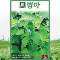 방아 씨앗 방아 씨 배초향 곽향 허브 종자 1g, 상세 설명 참조