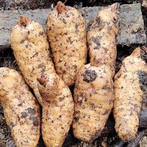 OKYAIOS 야생 신선하다천마 생천마, 5kg