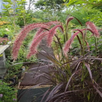 착한가격 나무생각 / 루브룸 / 수크령 / 7치 포트 / 개별택배, 주