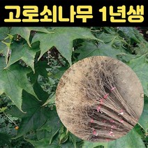 핫딜몬 참옻묘목 옾나무 묘목 2년생 특묘 약용수 옷나무, 1개