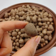 국내산 참마씨 마 씨앗 5kg, 단품