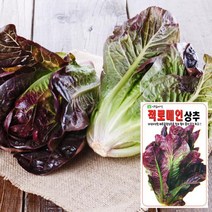 적로메인 씨앗 (1000립) 야채씨앗 채소씨앗 상추, 단품