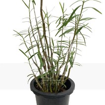 죽도석곡(중품)-석곡/서양난/소형종/대나무를닮은모습