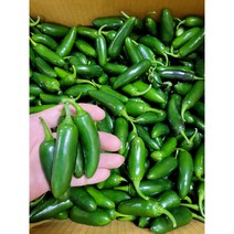 할라피뇨고추 퍼펙트 퍼펙토 아삭이 장아찌용, 1kg, 1개