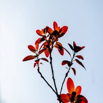 자엽안개나무 스모그트리 묘목, 자엽안개나무 삽목3년(분털이)