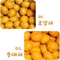 제주도 서귀포 고당도 노지 감귤 한정특가 산지직송 5kg 10kg, 노지감귤 로얄과(50개내외)10kg, 1개