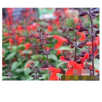 허브(Herb)/채소식물 스칼렛세이지 모종 3개 (L0266)