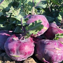 제주 콜라비 9kg 못난이 사이즈혼합, 단품