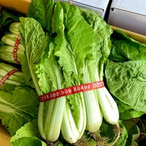 얼갈이 단배추 1단_1kg 내외, 얼갈이 1단