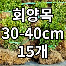 회양목 15개 철쭉마켓 묘목 꽃 나무 정원 마당 조경수 정원수 울타리 전원주택 아파트 학교 울타리 키우기 기르기 농원 조경 꽃나무 울타리 수목 도장나무 경계목 경계수 꾸미기, 회양목15개묶음(배송비포함)