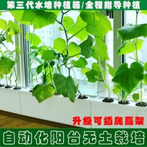 가정용 식물재배기 수경재배기 식물 재배기 수배채소 종채기 가정 베란다 흙없는 재배설비 자동 순환수경과과, 옵션02, 크다