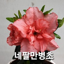 네팔 만병초, 네팔만병초
