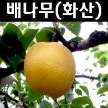 배나무/화산 나무 묘목 접목1년 뿌리묘 1개/유실수/과수