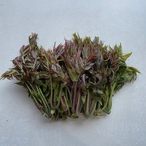 햇 가죽나물(특품) 참죽새순, 가죽나물2kg