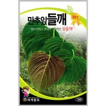 만추잎들깨 2000립 / 깻잎 씨앗 종자 쌈채소 텃밭키우기 채소키우기