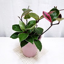 환희호야 행잉 공중 덩쿨 인테리어 키우기 쉬운 식물, 단품, 1개