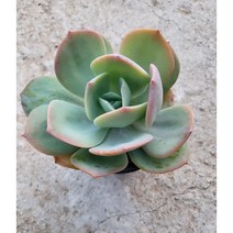 [별이네 다육] 다육식물 백봉