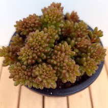 레드베리철화 중품 다육이 탱글탱글한 다육1-90, 단품, 1개