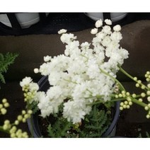 야생화피어나라플라워 백두산 겹터리풀 (1Set 2포트)