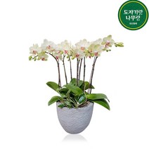 도자기랑나무랑 서양란 동양란 승진 영진 취임 오픈 결혼축하화분 개업난 선물, DSP-063 호접란 포춘 축하화분, 1개