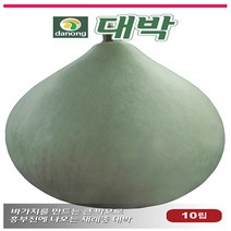 대박 씨앗 10립