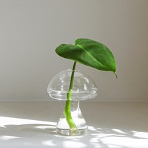 몬스테라 버섯유리 수경재배세트, 몬스테라+버섯 유리화분, 원형받침대