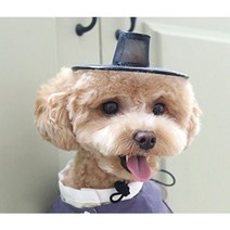 설레임마켓 한복갓 강아지갓 설빔룩 인싸템