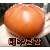 태추 단감 나무접목1년생 2그루 묘목 꽃나무 과일나무 유실수 과실수