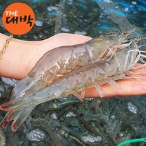 활 흰다리새우 국내산 왕새우 생물 대하, 1box, 흰다리새우 500g