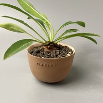 철갑환 3cm 이상 - 윤기나는 탄탄한 목대가 멋진 아프리카 괴근식물, 독일토분 완성분 (모카색상), 1개