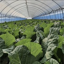 유기농 케일 신선초 주스용 즙용 1kg 2kg 무농약 채소 농장 녹즙, 즙용 케일 8kg