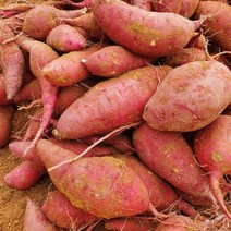 해남 꿀 고구마 밤 햇 10kg 5kg 3kg, a) 3kg 한입사이즈