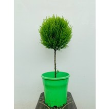핫도그 외목대 율마 중대품 55~80cm 249, 1개