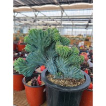 용신목 철화, 1개