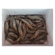 새우 1kg 51~55미/46~50미/40~45미, 새우 1kg 51~55미 내외
