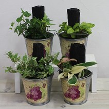 행복한세상 틴 숯정원, 백아이비, 1개