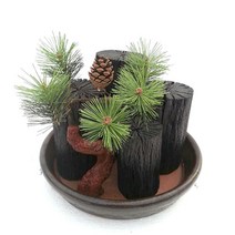 희망참숯농원 국산백탄참숯숯부작, 1