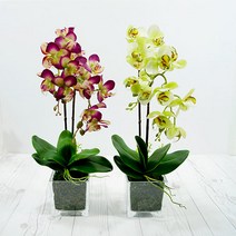 비오스 호접란 조화 화분, 옐로우